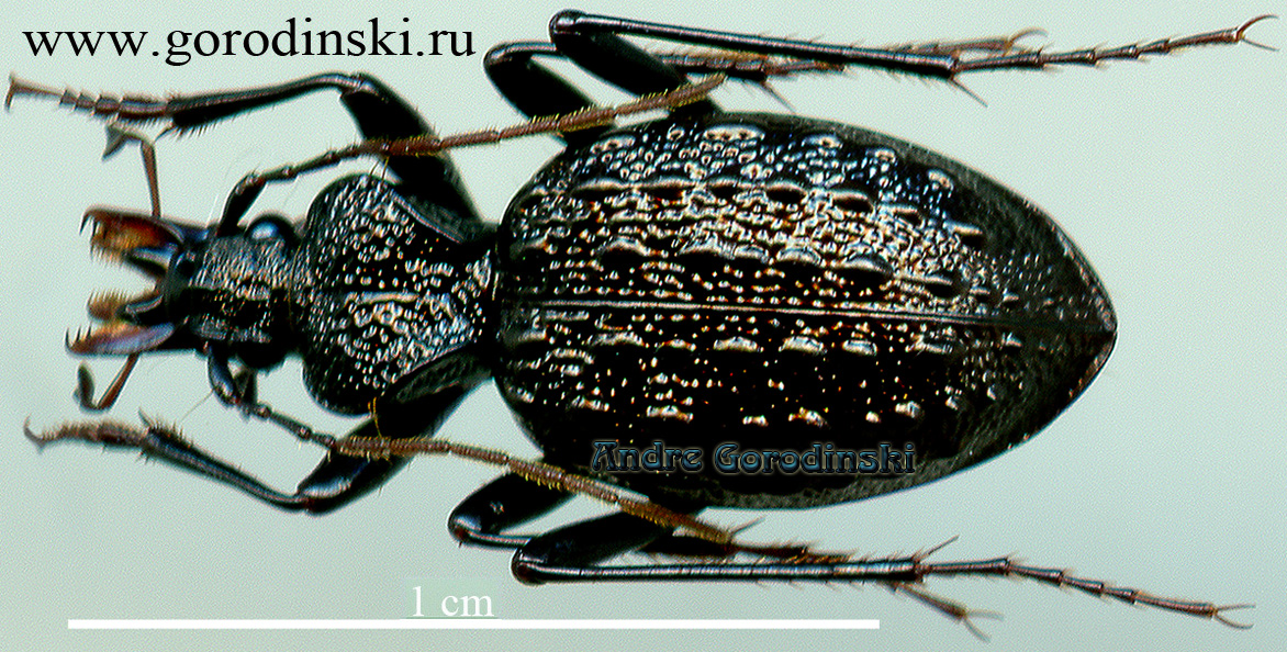 http://www.gorodinski.ru/carabidae/Cychrus pangi.jpg